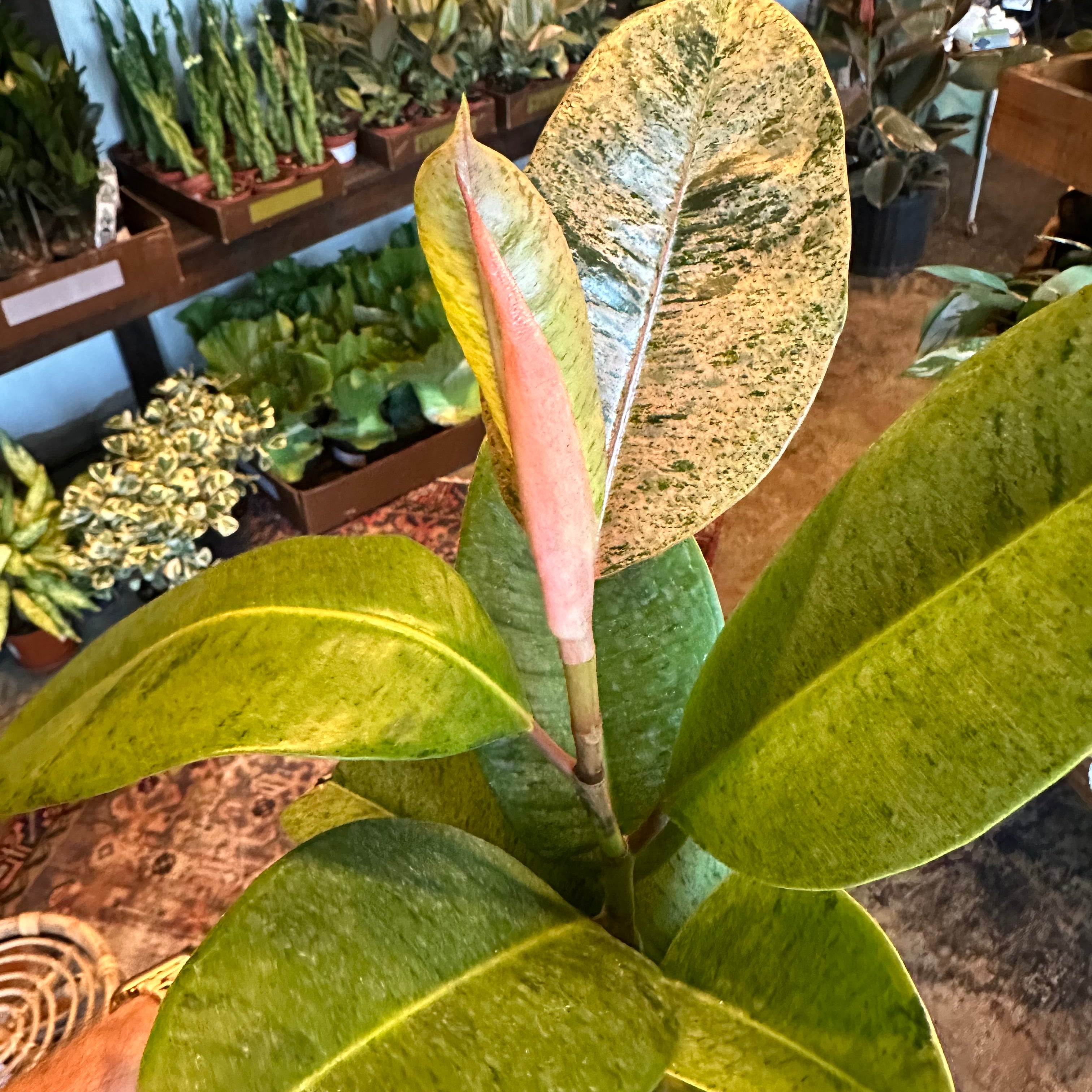 ficus shivereana (moonshine) shop now at flower + furbish5 inch, 6 inch, bright indirect light, moist, toxic