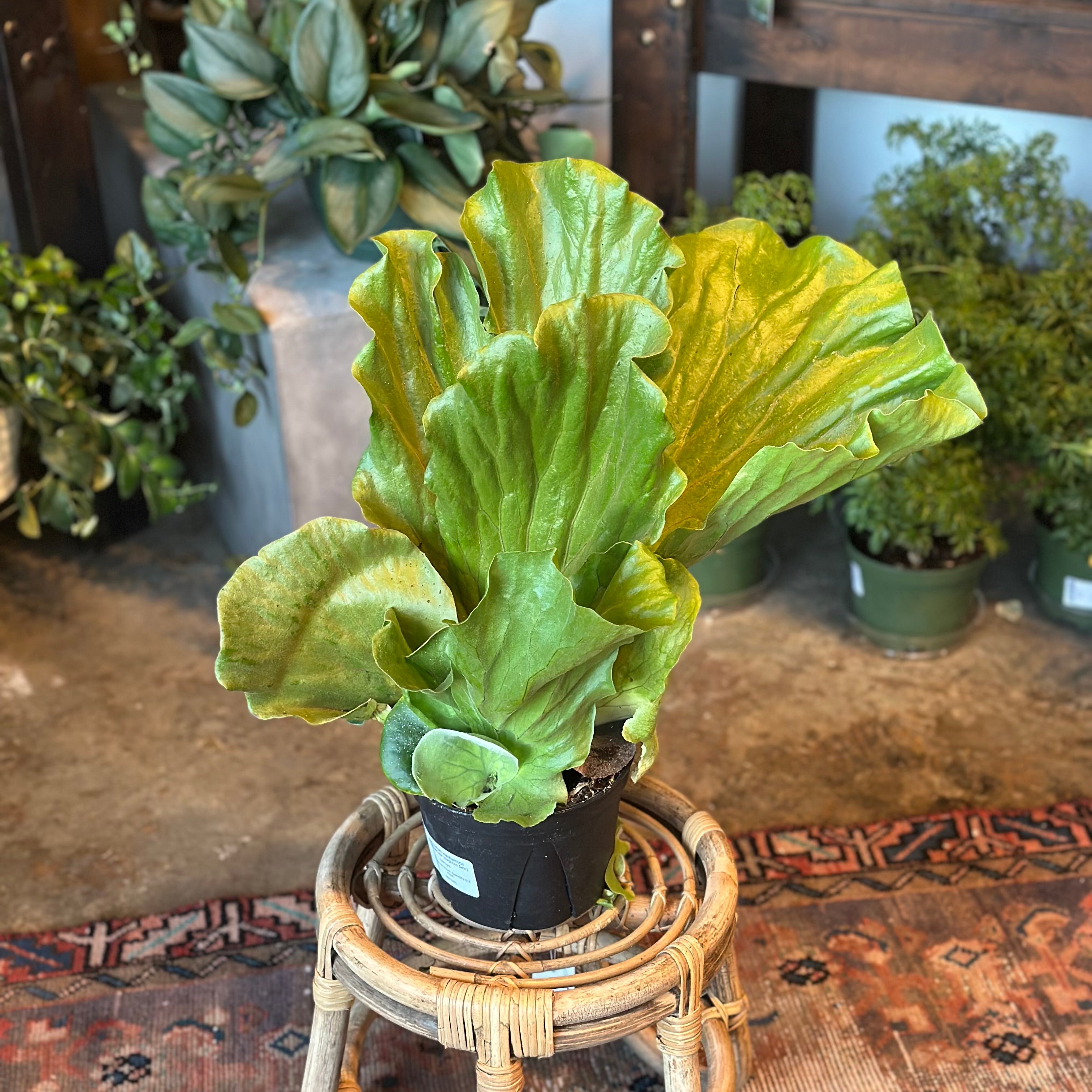 platycerium elephantotis (elephant ear staghorn fern) shop now at flower + furbish6 inch, 7 inch, low light, moist, pet friendly