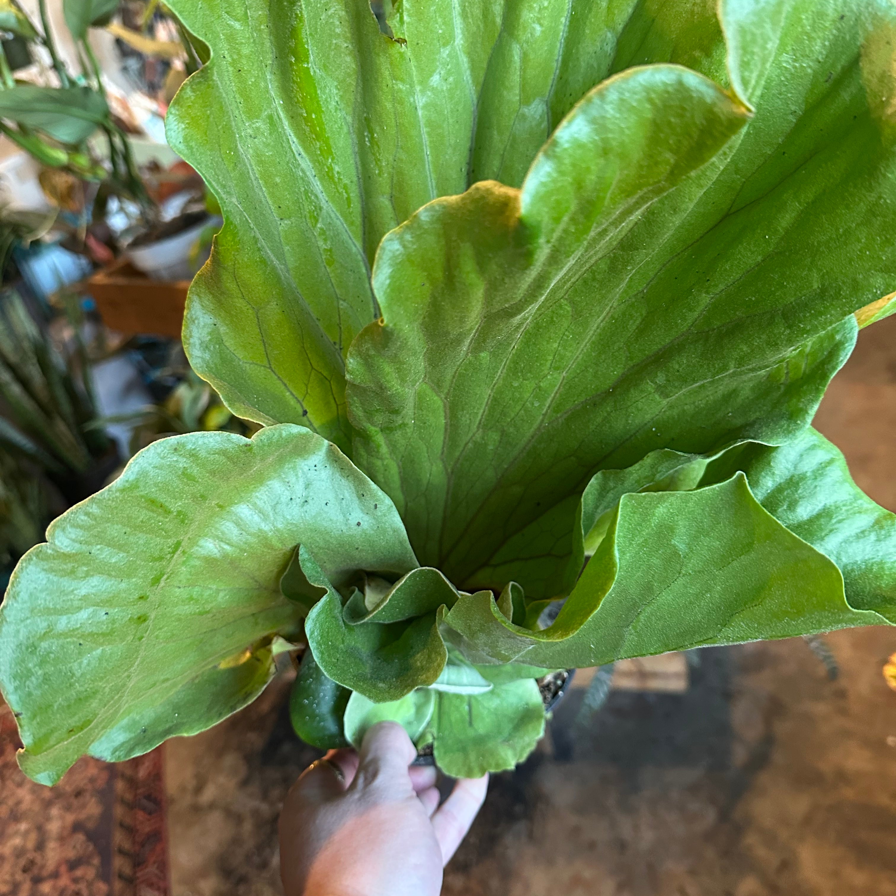 platycerium elephantotis (elephant ear staghorn fern) shop now at flower + furbish6 inch, 7 inch, low light, moist, pet friendly