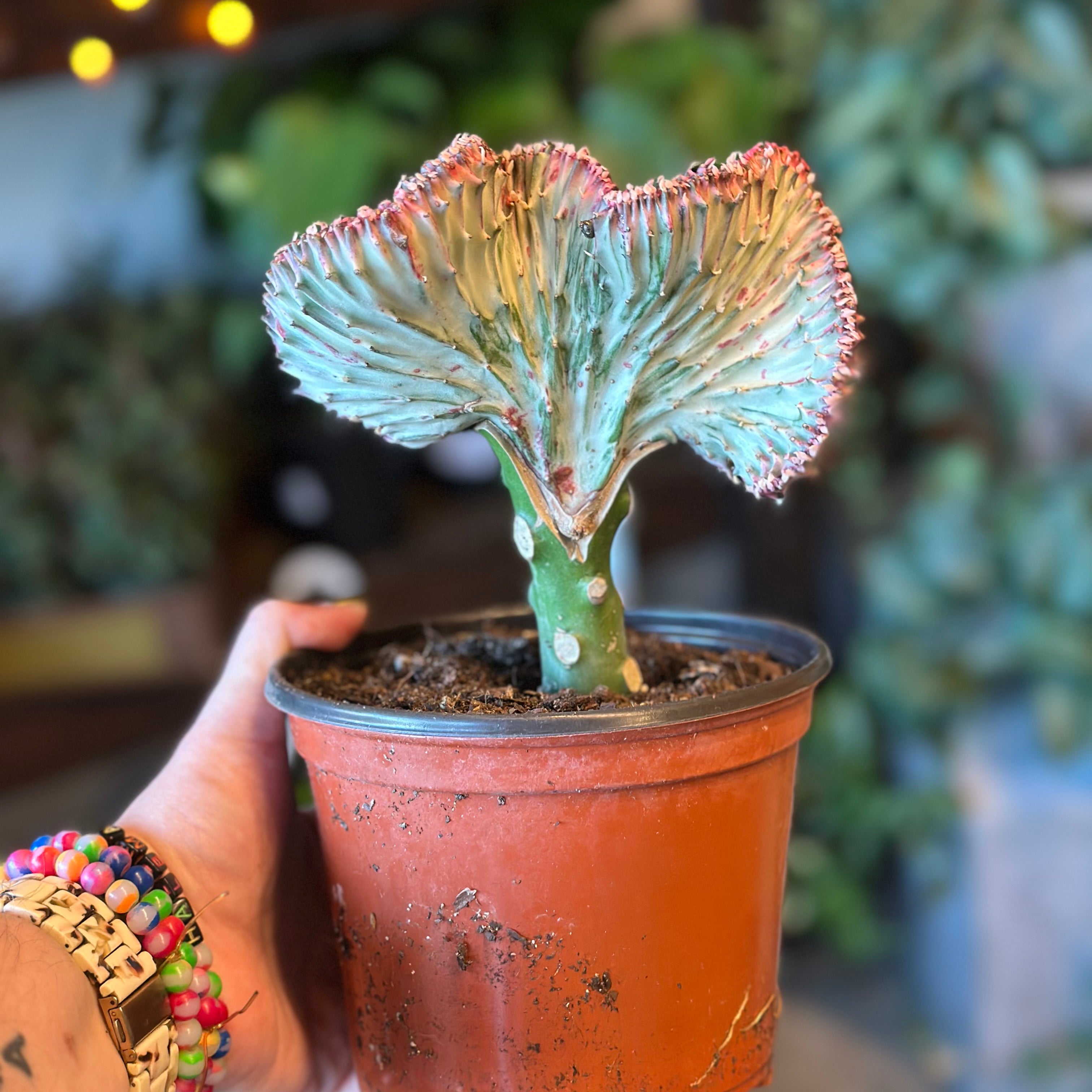 euphorbia lactea x neriifolia (grafted coral cacti) shop now at flower + furbish6 inch, 7 inch, bright light, Dry to moist, Non toxic