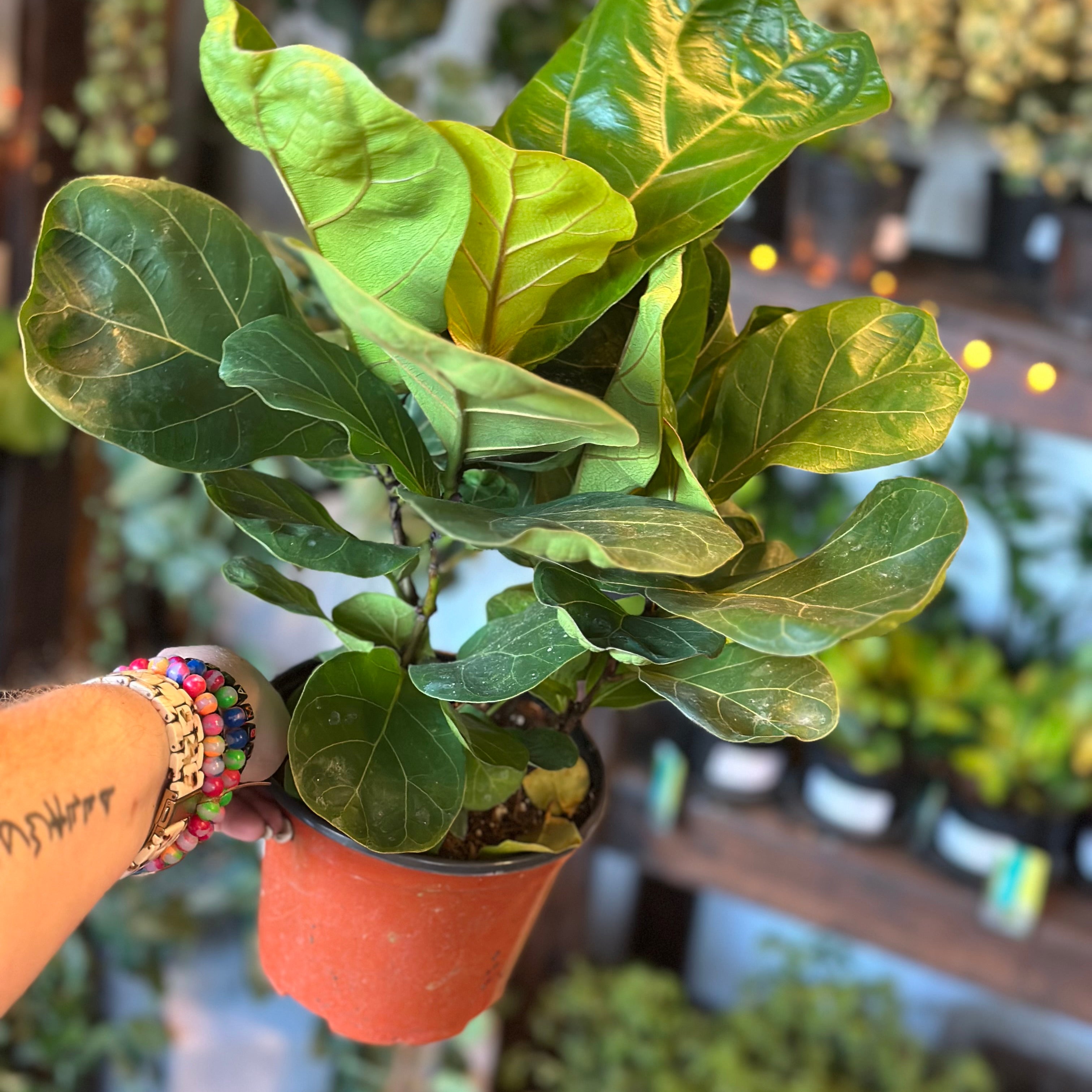 ficus lyrata bambino (dwarf fiddle leaf fig) shop now at flower + furbish6 inch, 7 inch, bright light, Dry to moist, ficus, ficus lyrata, fiddle leaf fig, toxic