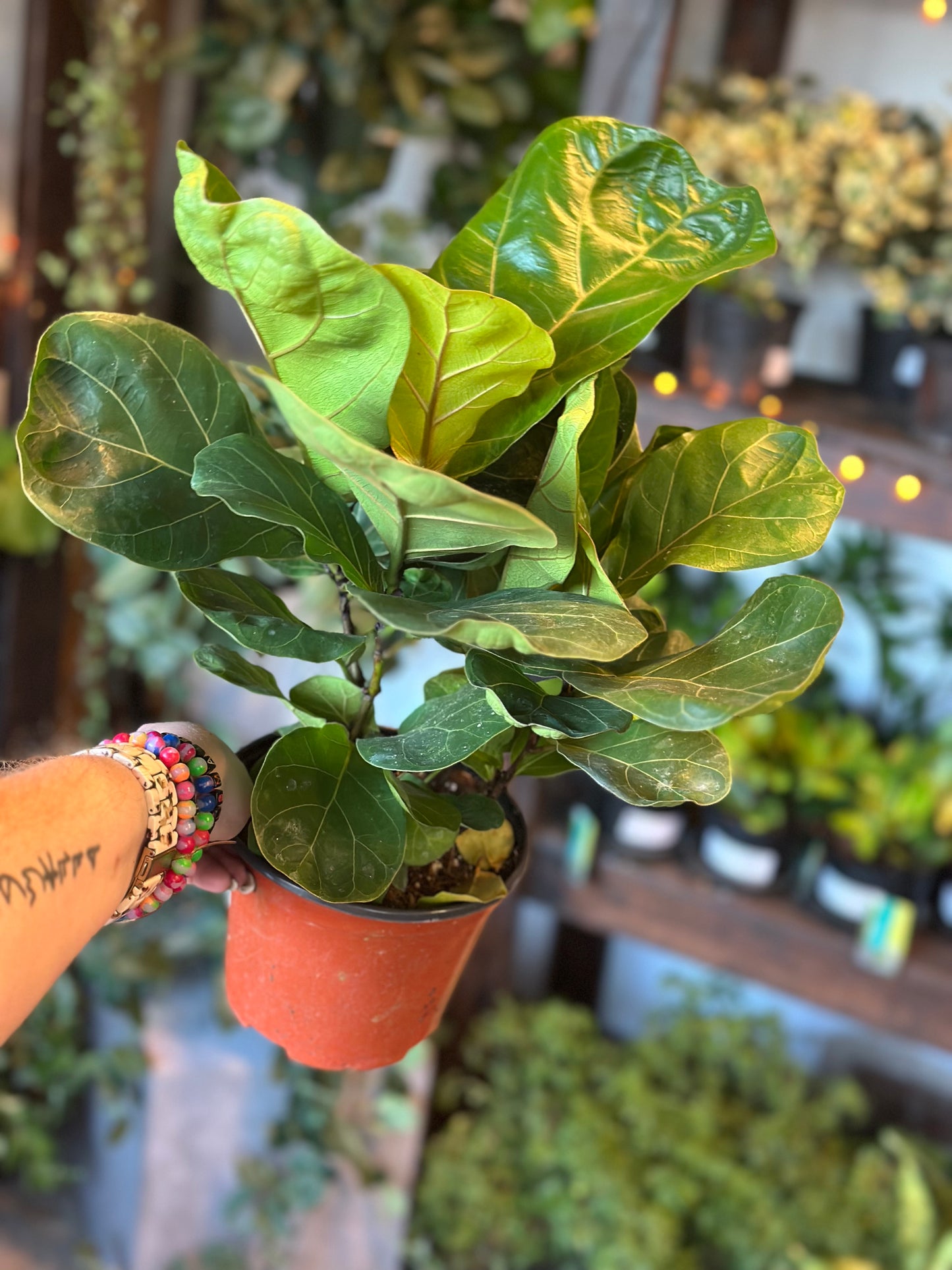 ficus lyrata bambino (dwarf fiddle leaf fig) shop now at flower + furbish6 inch, 7 inch, bright light, Dry to moist, ficus, ficus lyrata, fiddle leaf fig, toxic