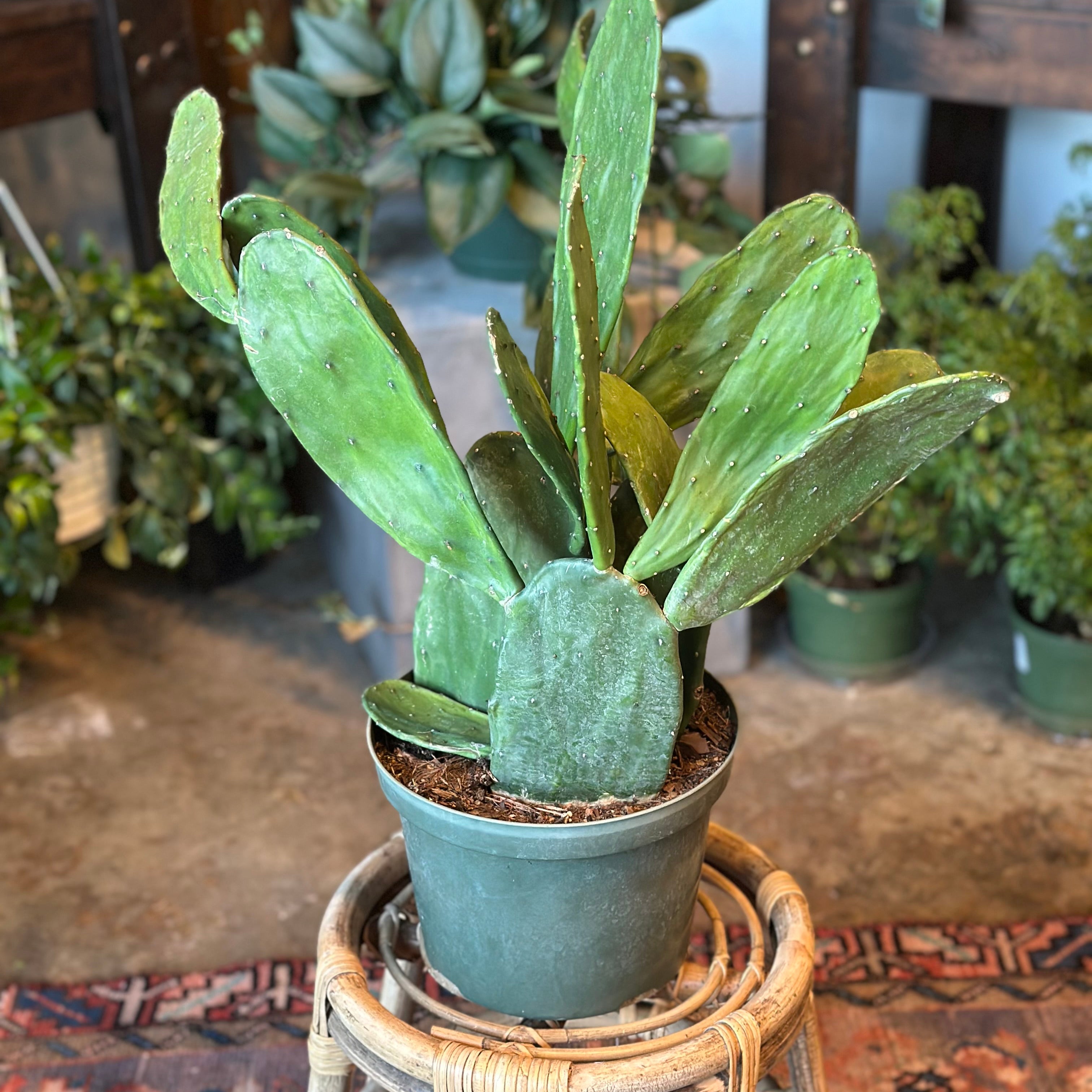 cactus opuntia nopal (prickly pear) shop now at flower + furbish10 inch, 8 inch, bright light, Cactus, desert, Direct light, dry, pet friendly, Plant