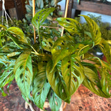 monstera deliciosa philodendron (swiss cheese plant) shop now at flower + furbish10 inch, 11 inch, 12 inch, 13 inch, 14 inch, 7 inch, 8 inch, 9 inch, Medium bright indirect light, moist, toxic