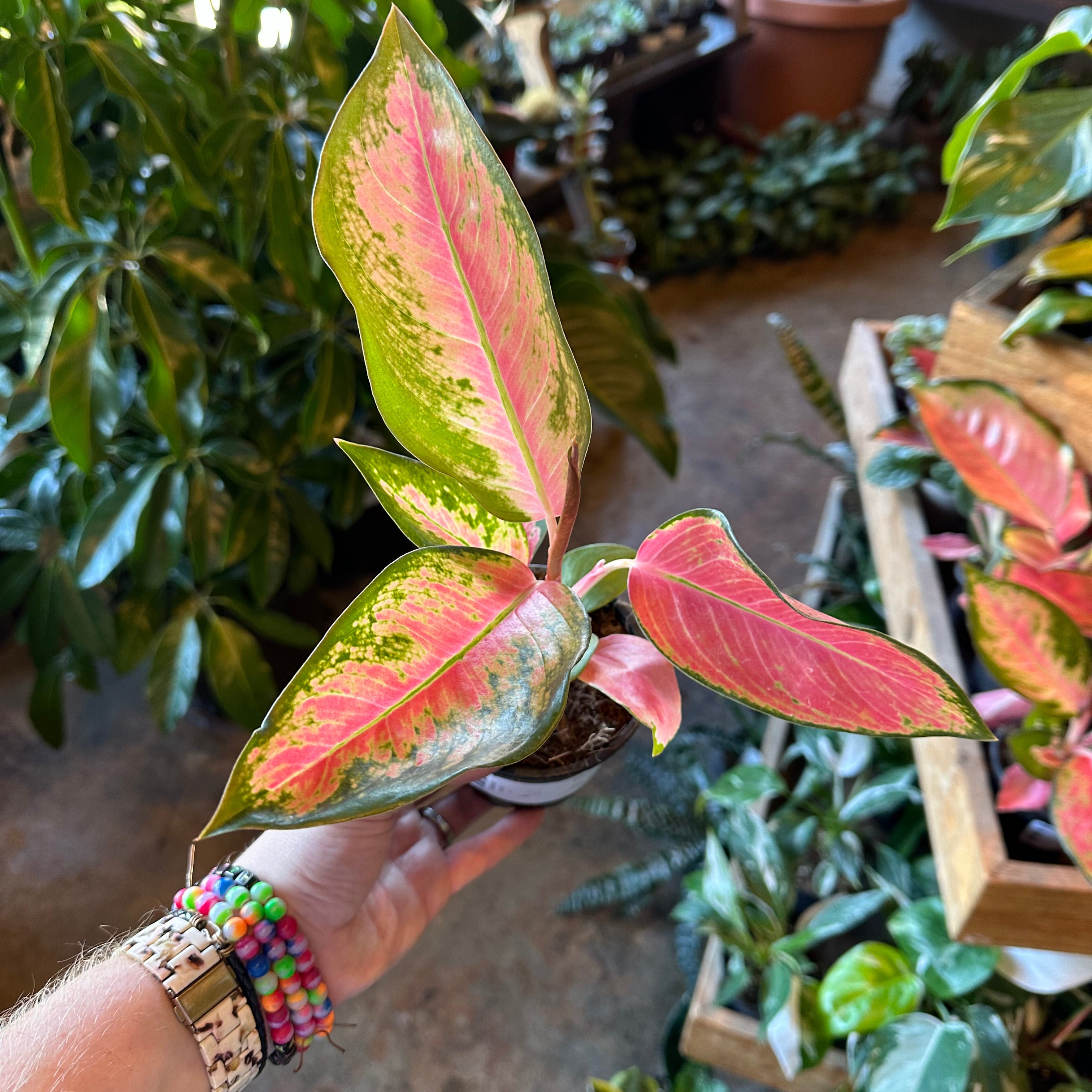 aglaonema pink pearl (chinese evergreen) aglaonema from flower + furbish Shop now at flower + furbish