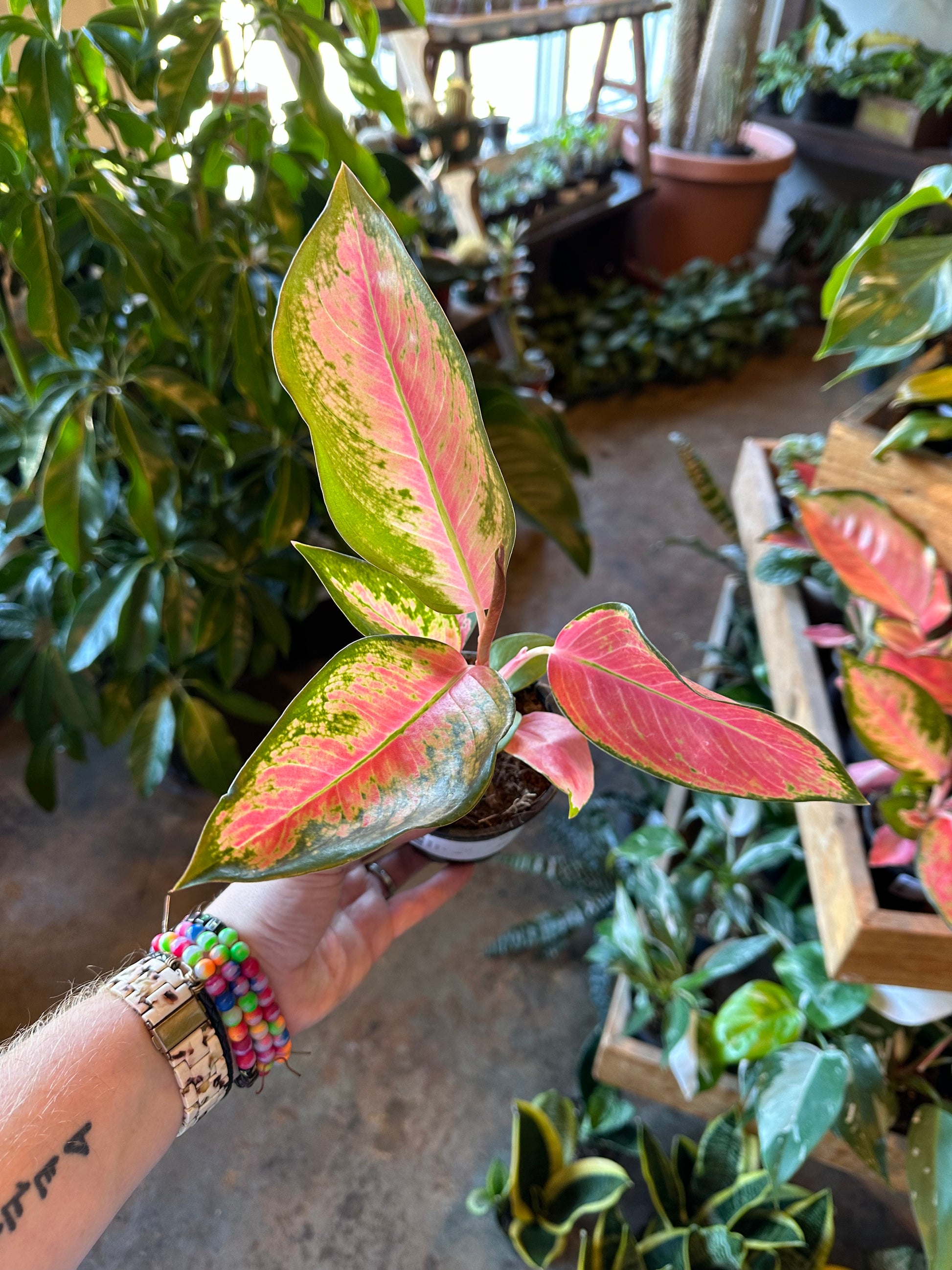 aglaonema pink pearl (chinese evergreen) aglaonema from flower + furbish Shop now at flower + furbish