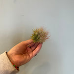 airplants Airplant from flower + furbish Shop now at flower + furbish