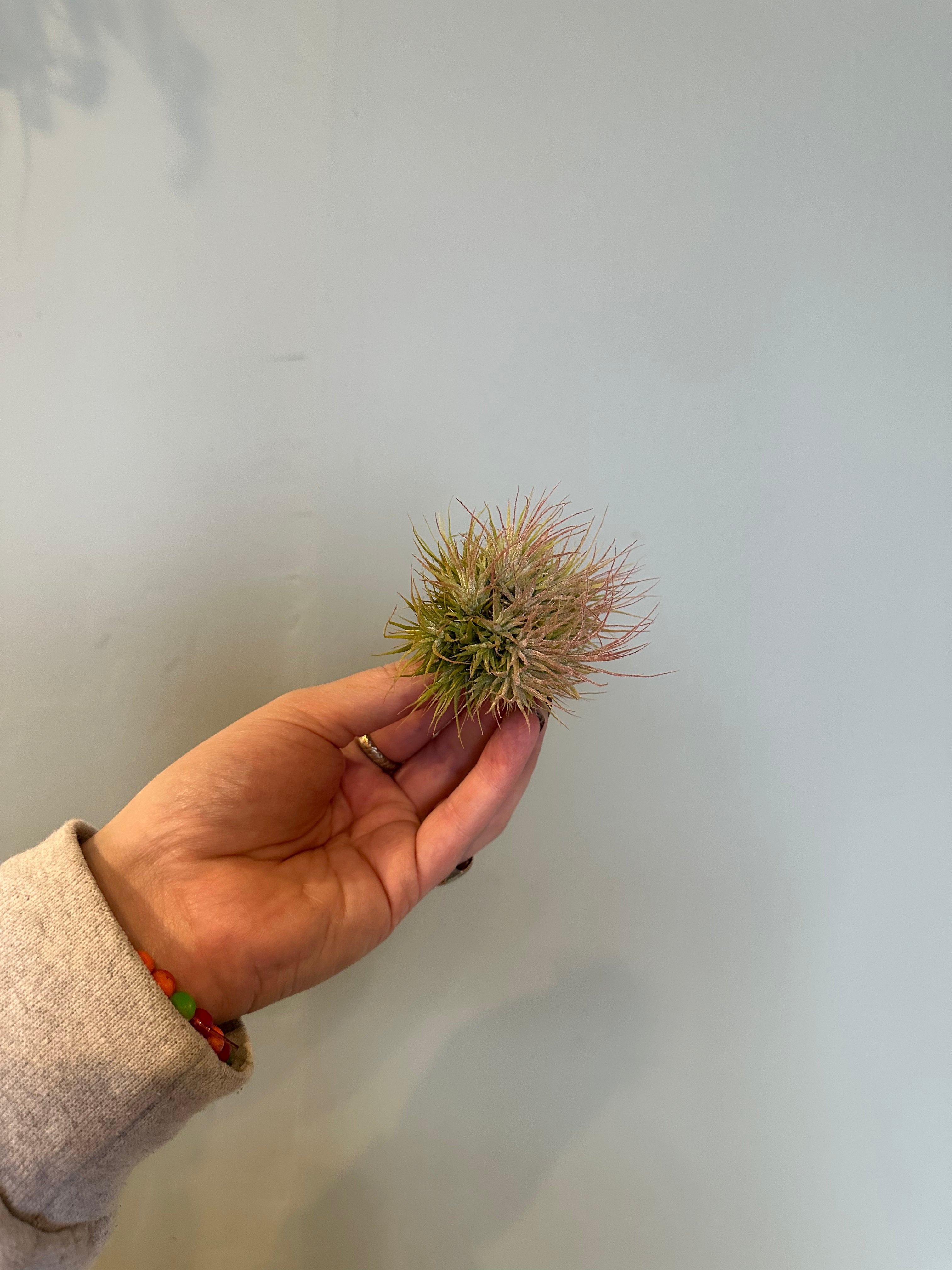 airplants Airplant from flower + furbish Shop now at flower + furbish