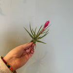 airplants Airplant from flower + furbish Shop now at flower + furbish