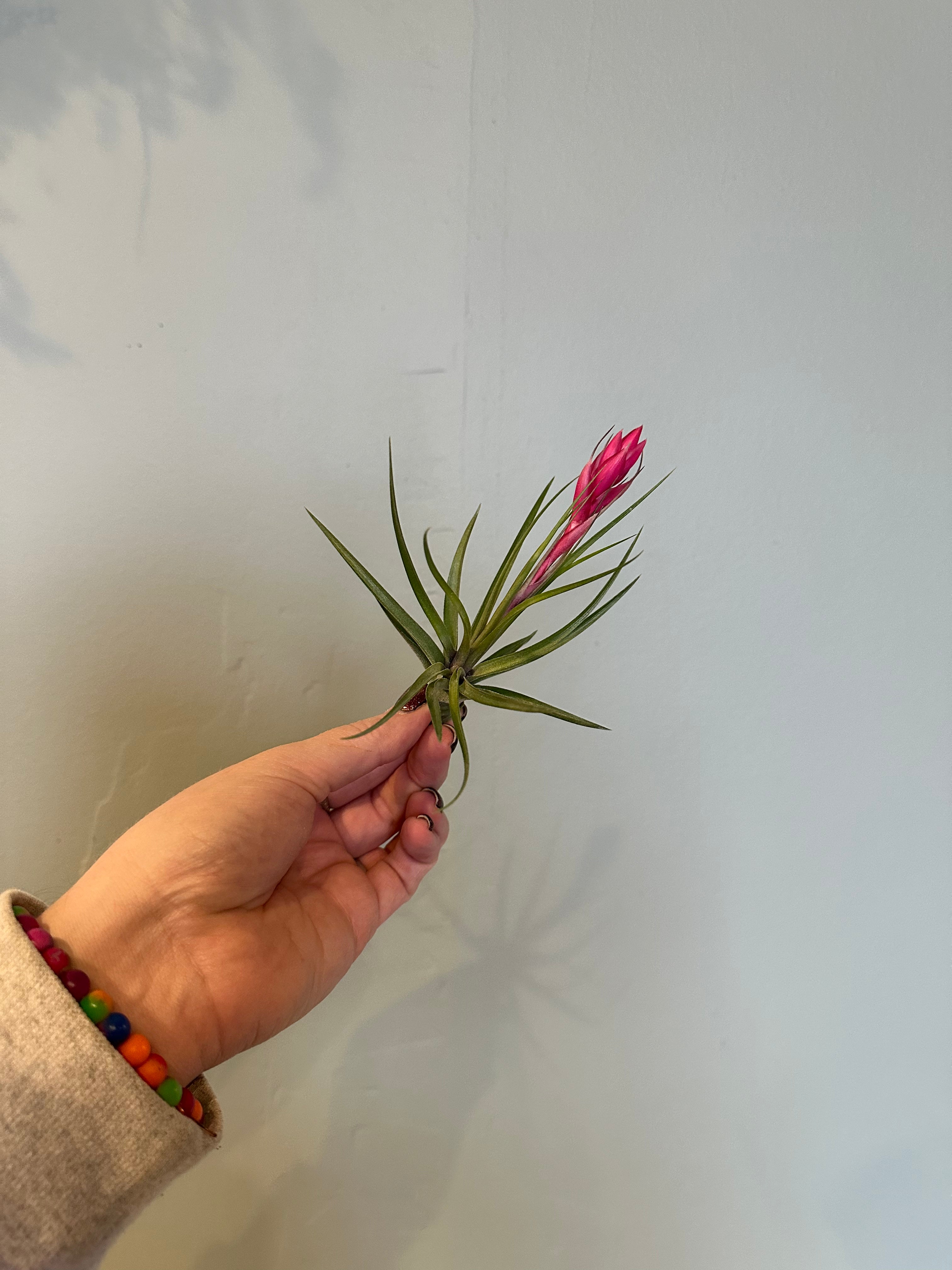 airplants Airplant from flower + furbish Shop now at flower + furbish