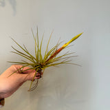 airplants Airplant from flower + furbish Shop now at flower + furbish