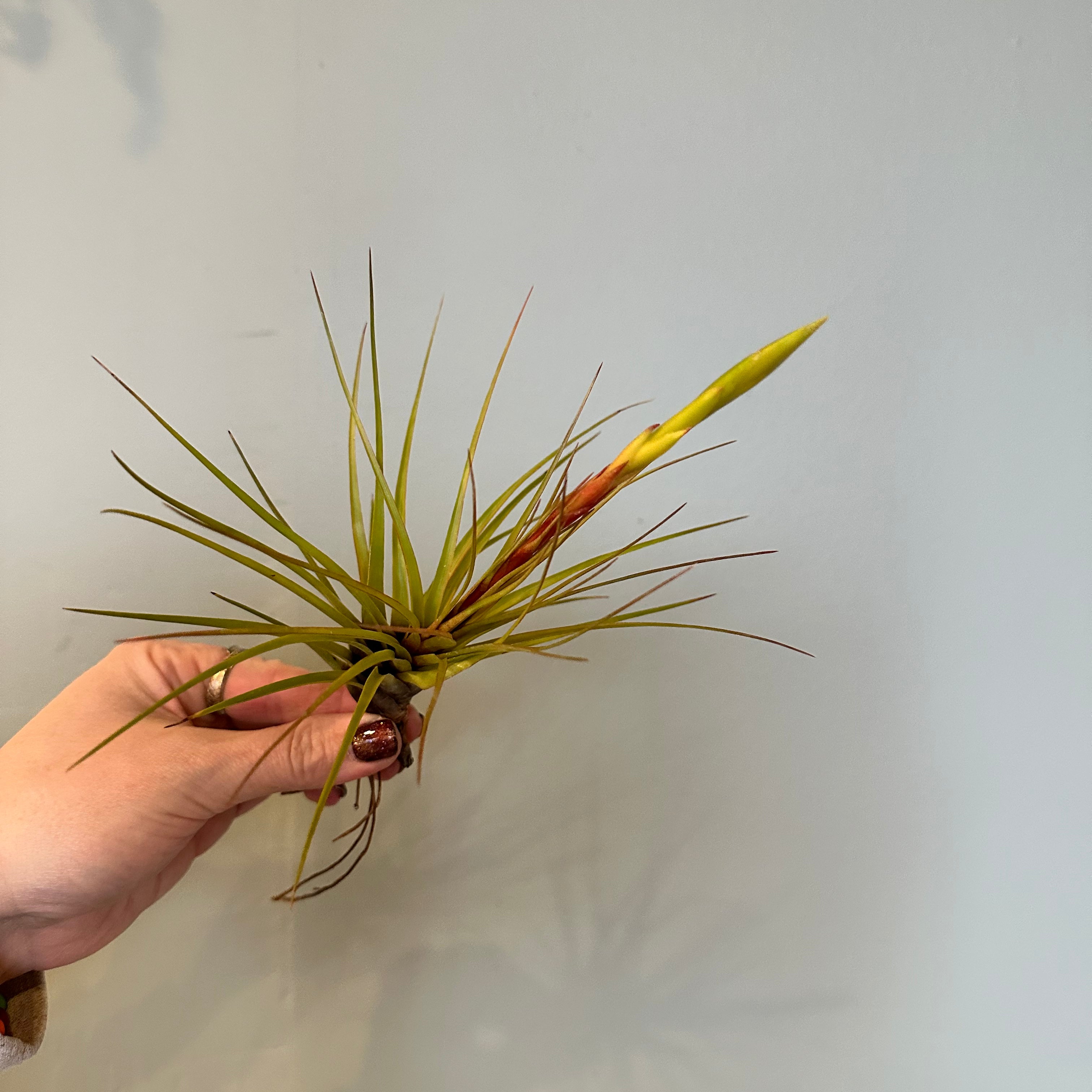 airplants Airplant from flower + furbish Shop now at flower + furbish