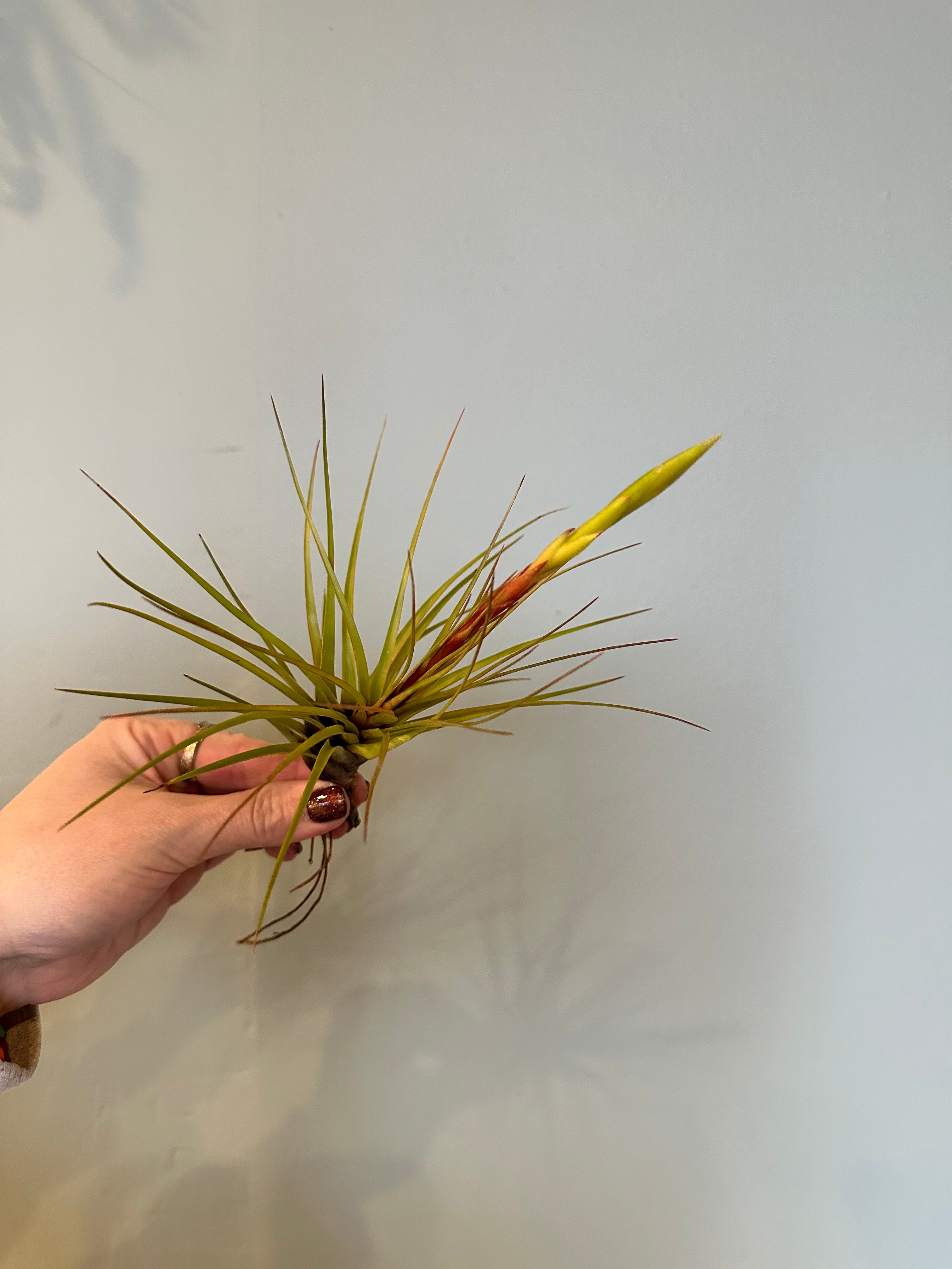 airplants Airplant from flower + furbish Shop now at flower + furbish