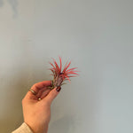 airplants Airplant from flower + furbish Shop now at flower + furbish