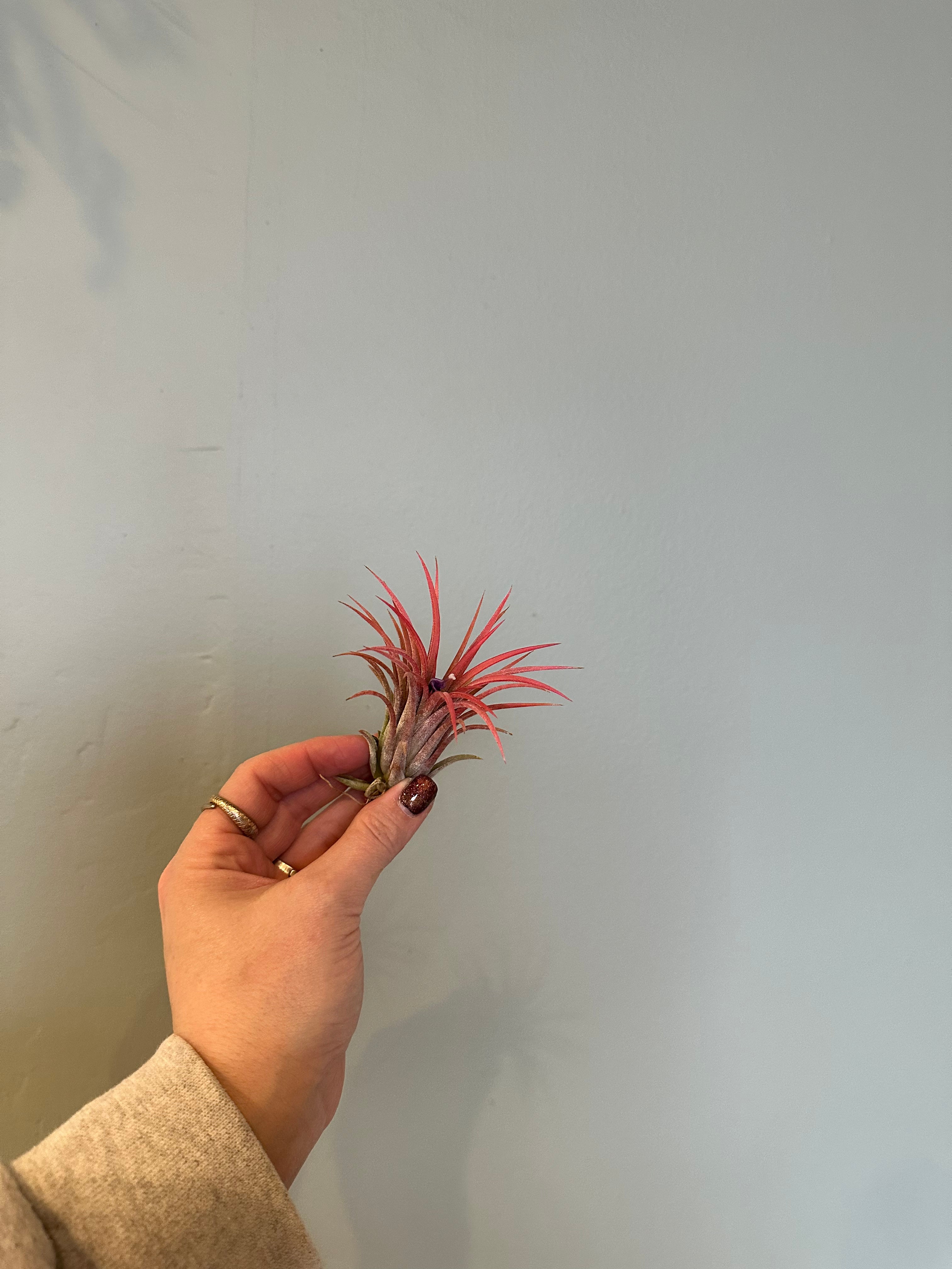 airplants Airplant from flower + furbish Shop now at flower + furbish