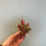 airplants Airplant from flower + furbish Shop now at flower + furbish