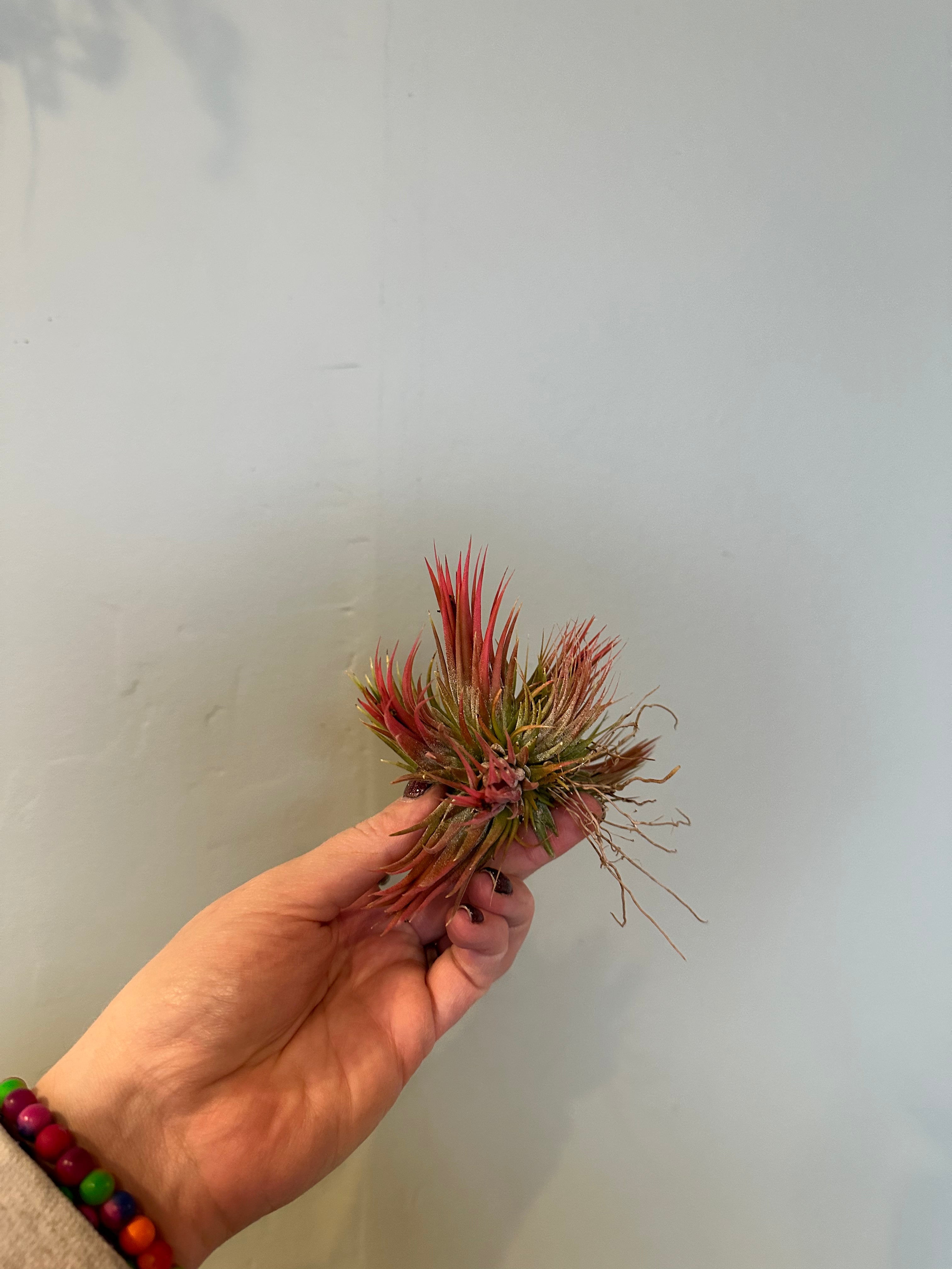 airplants Airplant from flower + furbish Shop now at flower + furbish