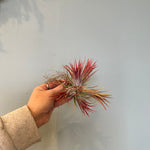 airplants Airplant from flower + furbish Shop now at flower + furbish