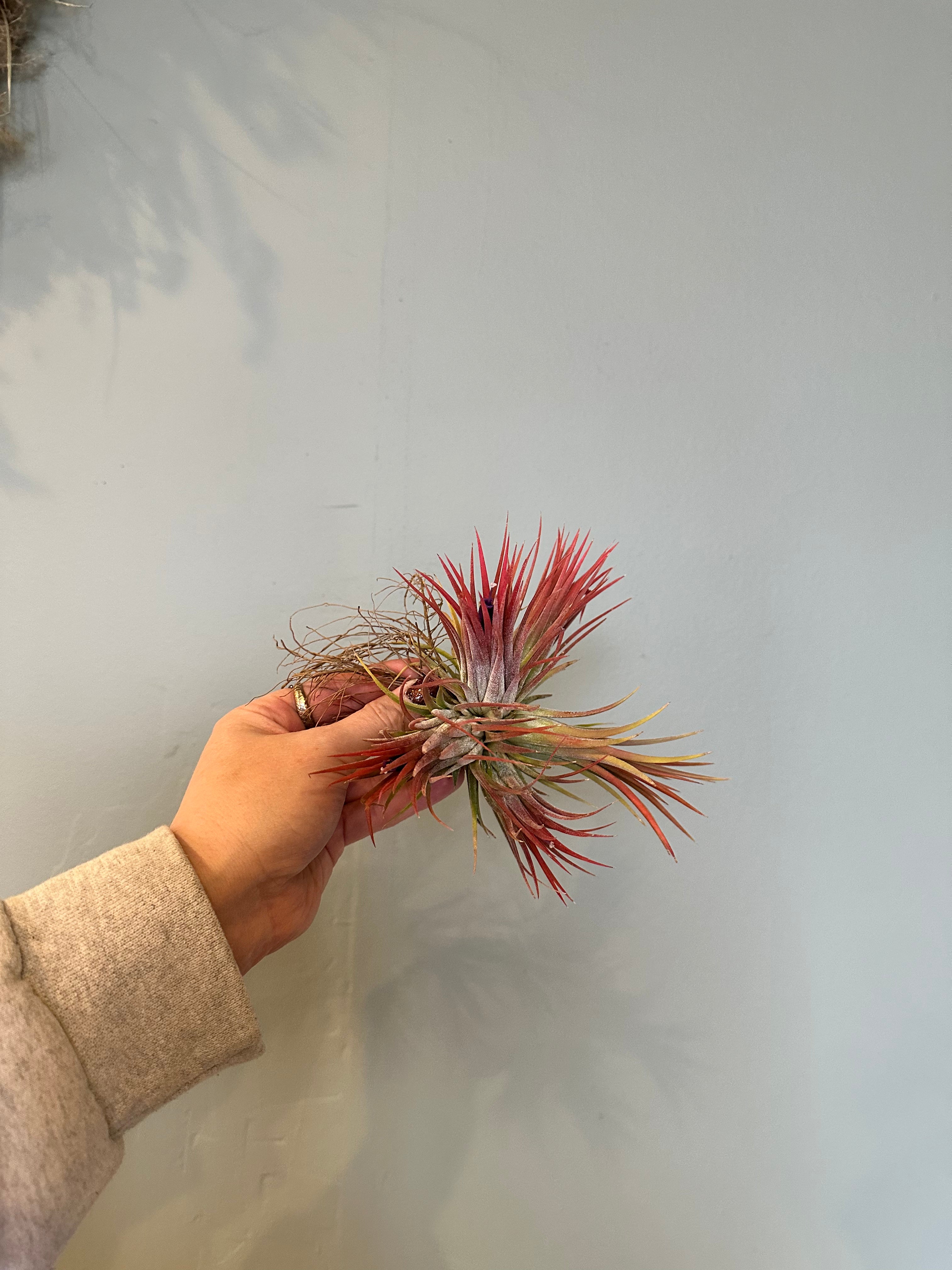 airplants Airplant from flower + furbish Shop now at flower + furbish