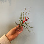 airplants Airplant from flower + furbish Shop now at flower + furbish