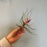 airplants Airplant from flower + furbish Shop now at flower + furbish