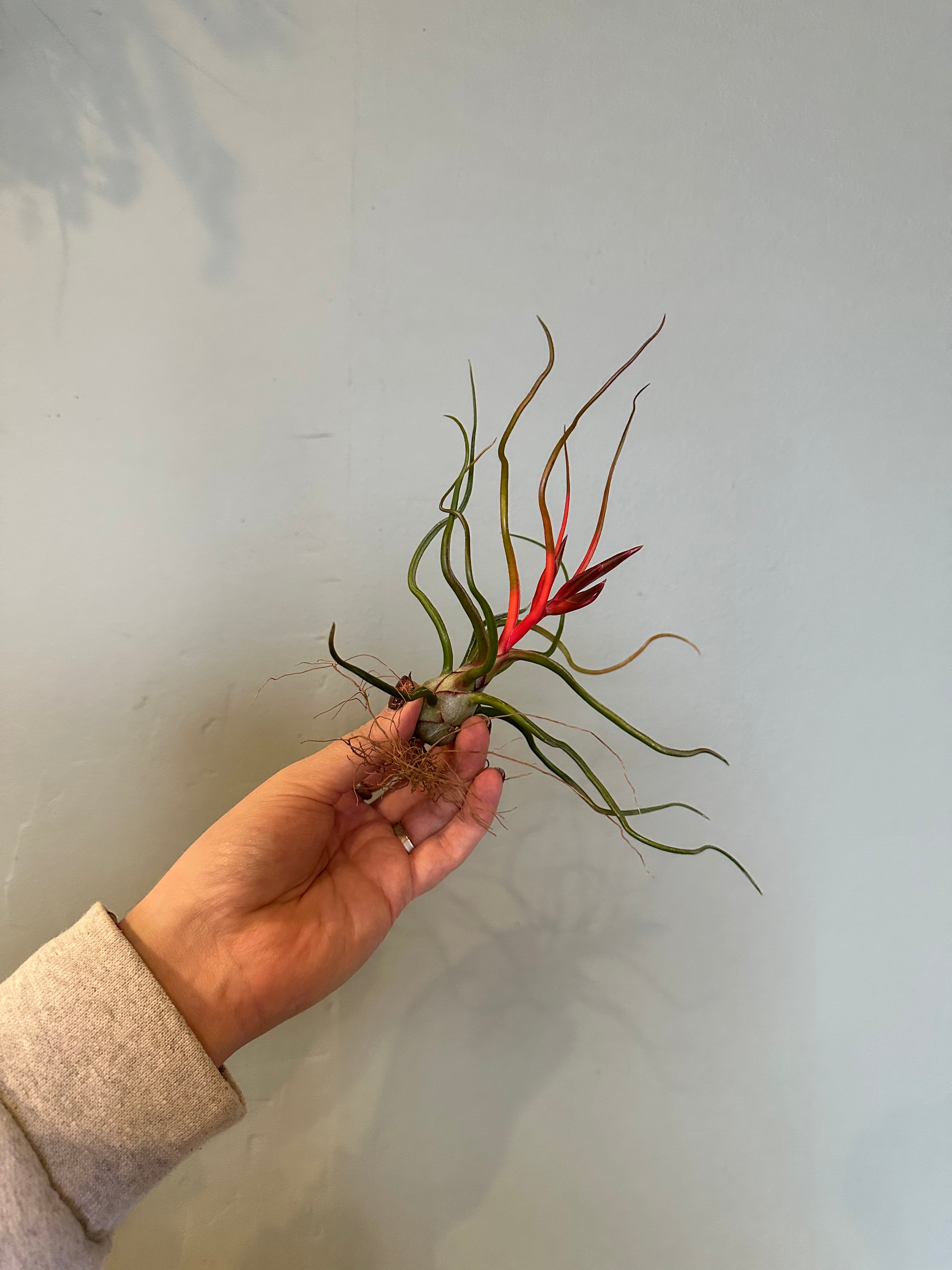 airplants Airplant from flower + furbish Shop now at flower + furbish