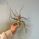 airplants Airplant from flower + furbish Shop now at flower + furbish