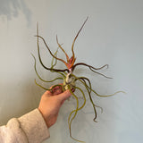 airplants Airplant from flower + furbish Shop now at flower + furbish