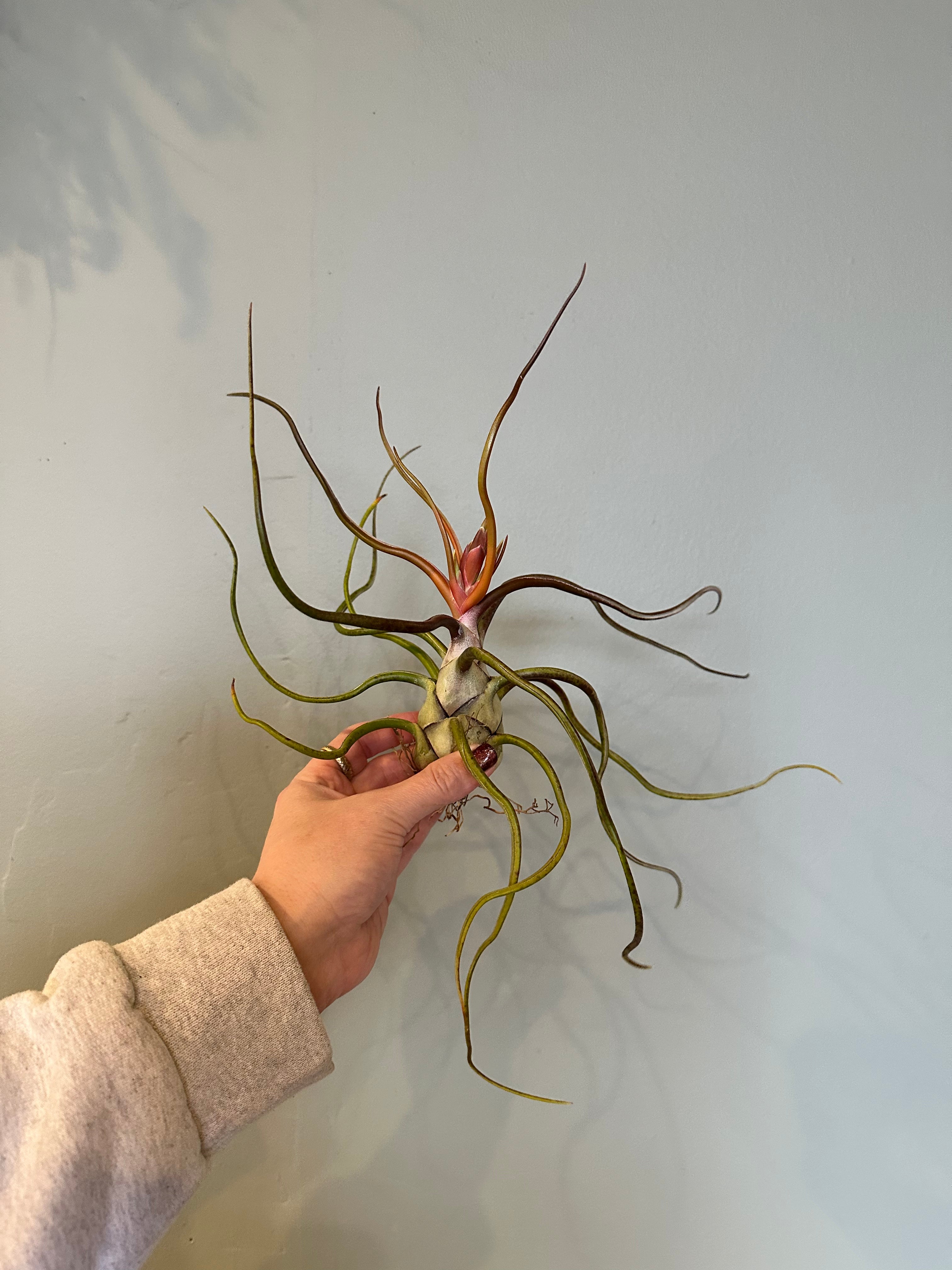 airplants Airplant from flower + furbish Shop now at flower + furbish