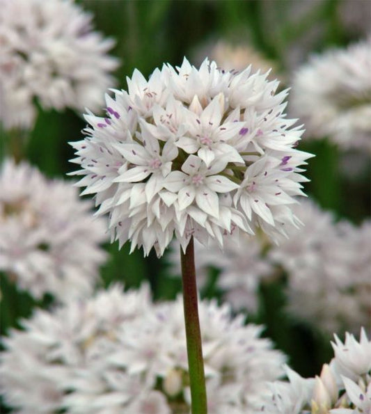 allium amplectens graceful beauty shop now at flower + furbishBulbs, garden, shipping