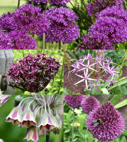 allium mixture shop now at flower + furbishBulbs, garden, shipping