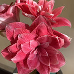 amaryllis double dream shop now at flower + furbishBulbs, garden, shipping