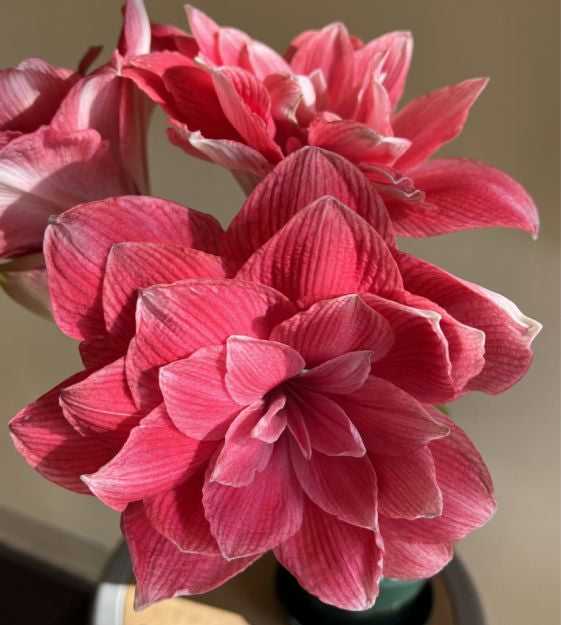 amaryllis double dream shop now at flower + furbishBulbs, garden, shipping