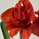 amaryllis inferno bulb from flower + furbish Shop now at flower + furbish