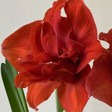 amaryllis inferno bulb from flower + furbish Shop now at flower + furbish