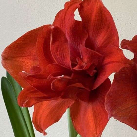 amaryllis inferno bulb from flower + furbish Shop now at flower + furbish