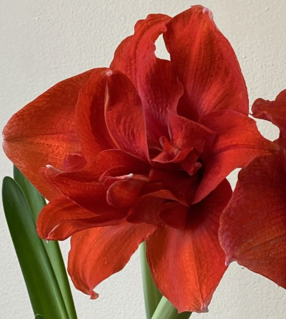 amaryllis inferno bulb from flower + furbish Shop now at flower + furbish