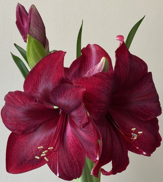 amaryllis red pearl shop now at flower + furbishBulbs, garden, shipping