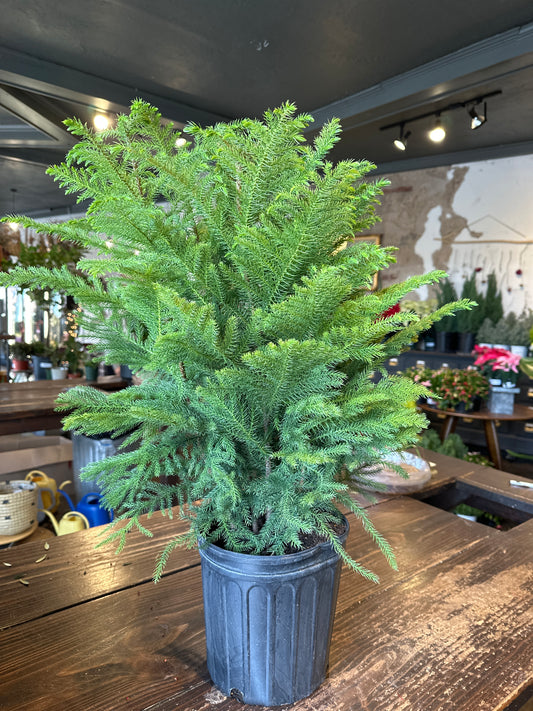 araucaria heterophylla (norfolk island pine) pine from flower + furbish Shop now at flower + furbish