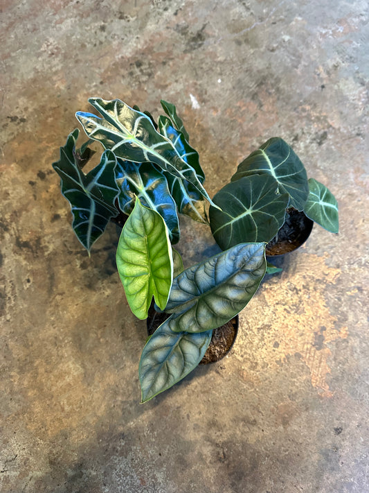 assorted alocasia alocasia from flower + furbish Shop now at flower + furbish