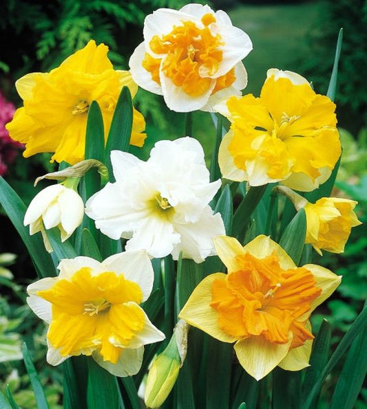 butterfly narcissus mixture shop now at flower + furbishBulbs, garden, shipping