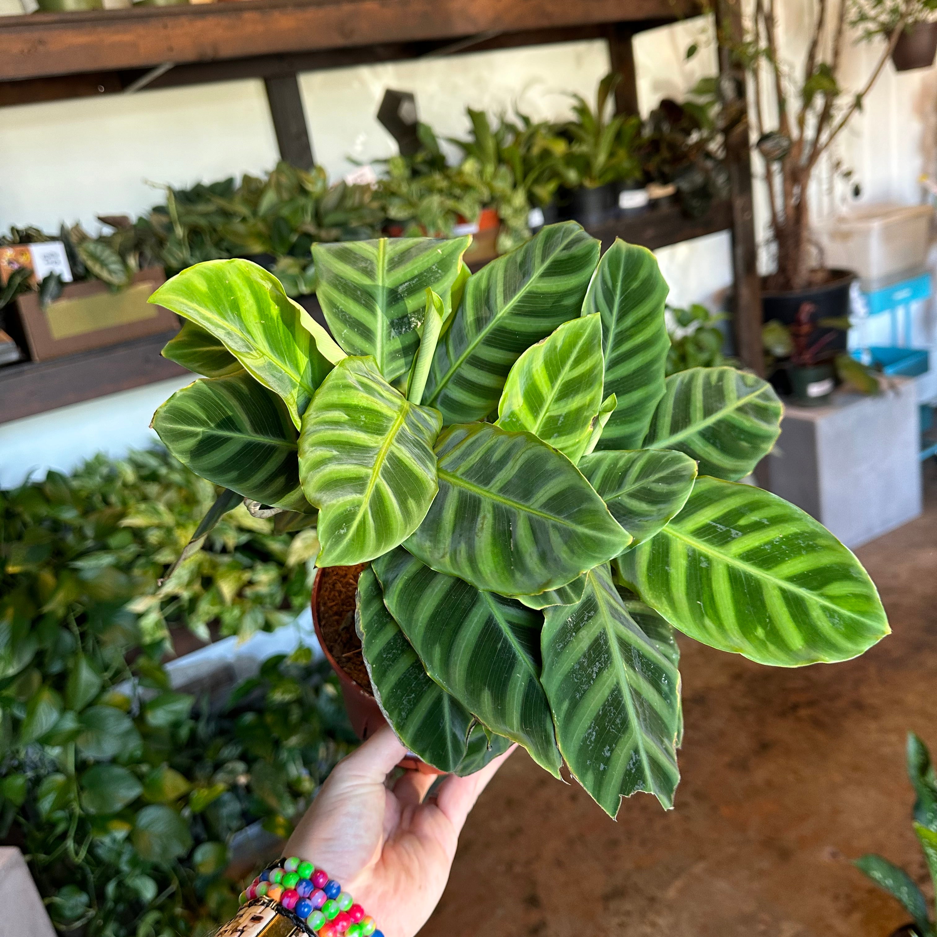 calathea zebrina (zebra plant) calathea from flower + furbish Shop now at flower + furbish