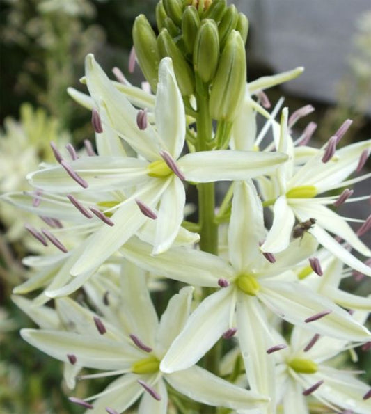 camassia leichtlinii alba shop now at flower + furbishBulbs, garden, shipping