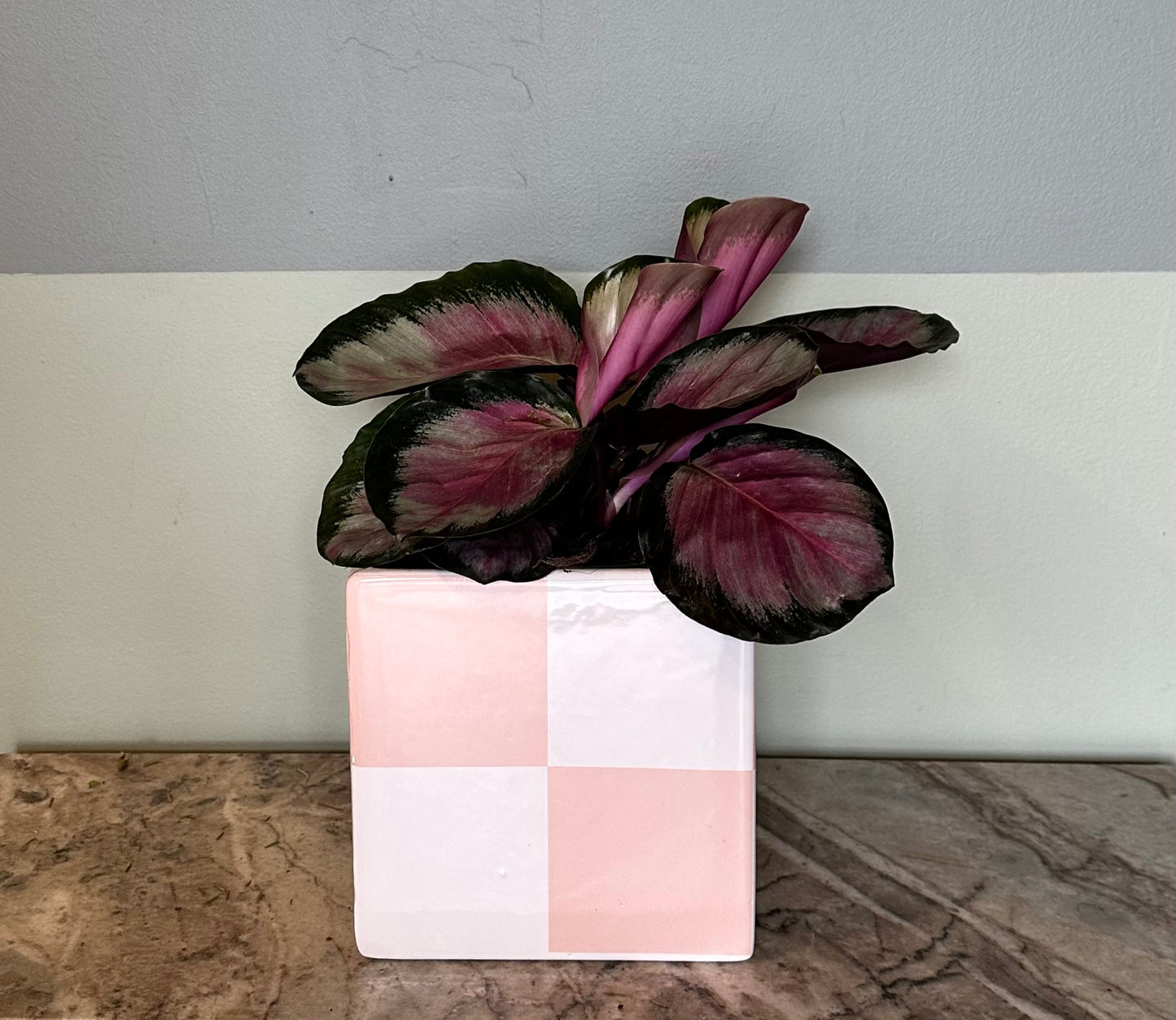 check u out potted plant from flower + furbish Shop now at flower + furbish