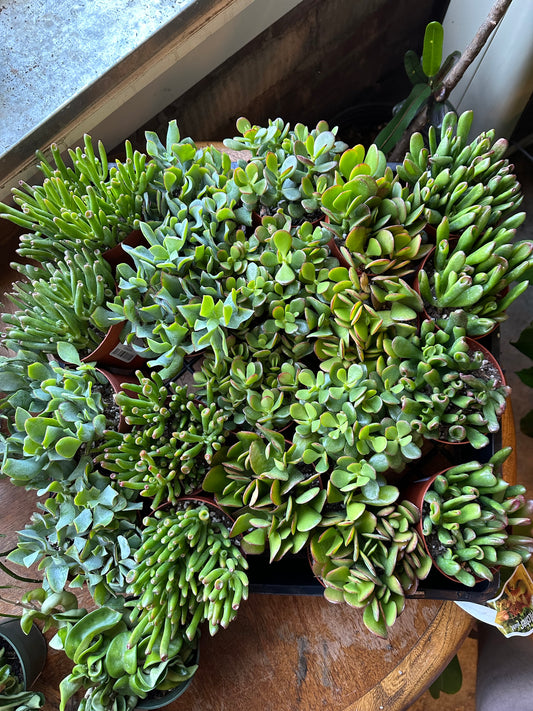 assorted crassula ovata (jade plant) crassula from flower + furbish Shop now at flower + furbish