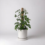 two pack | coco coir pole for plant support shop now at flower + furbish