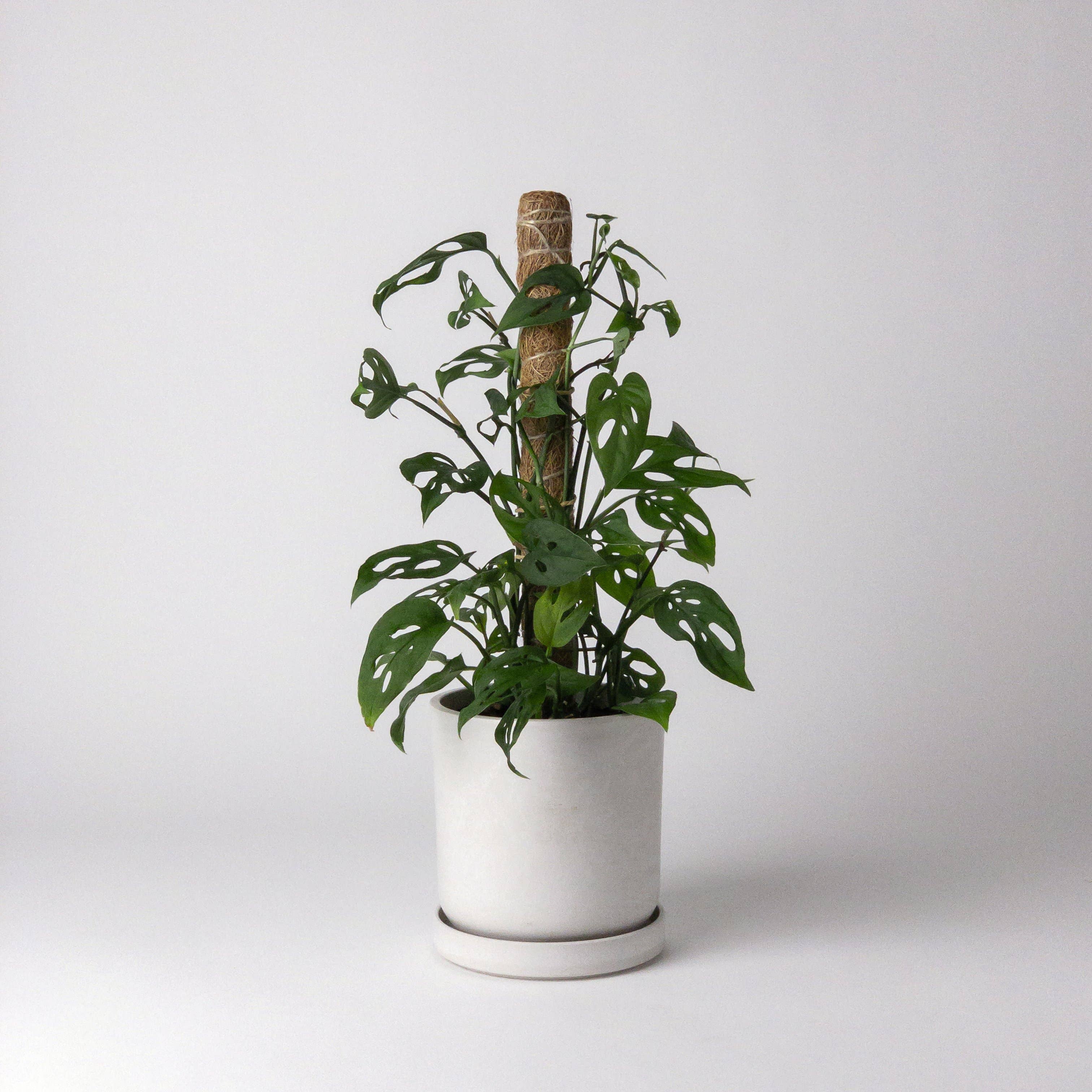 two pack | coco coir pole for plant support shop now at flower + furbish