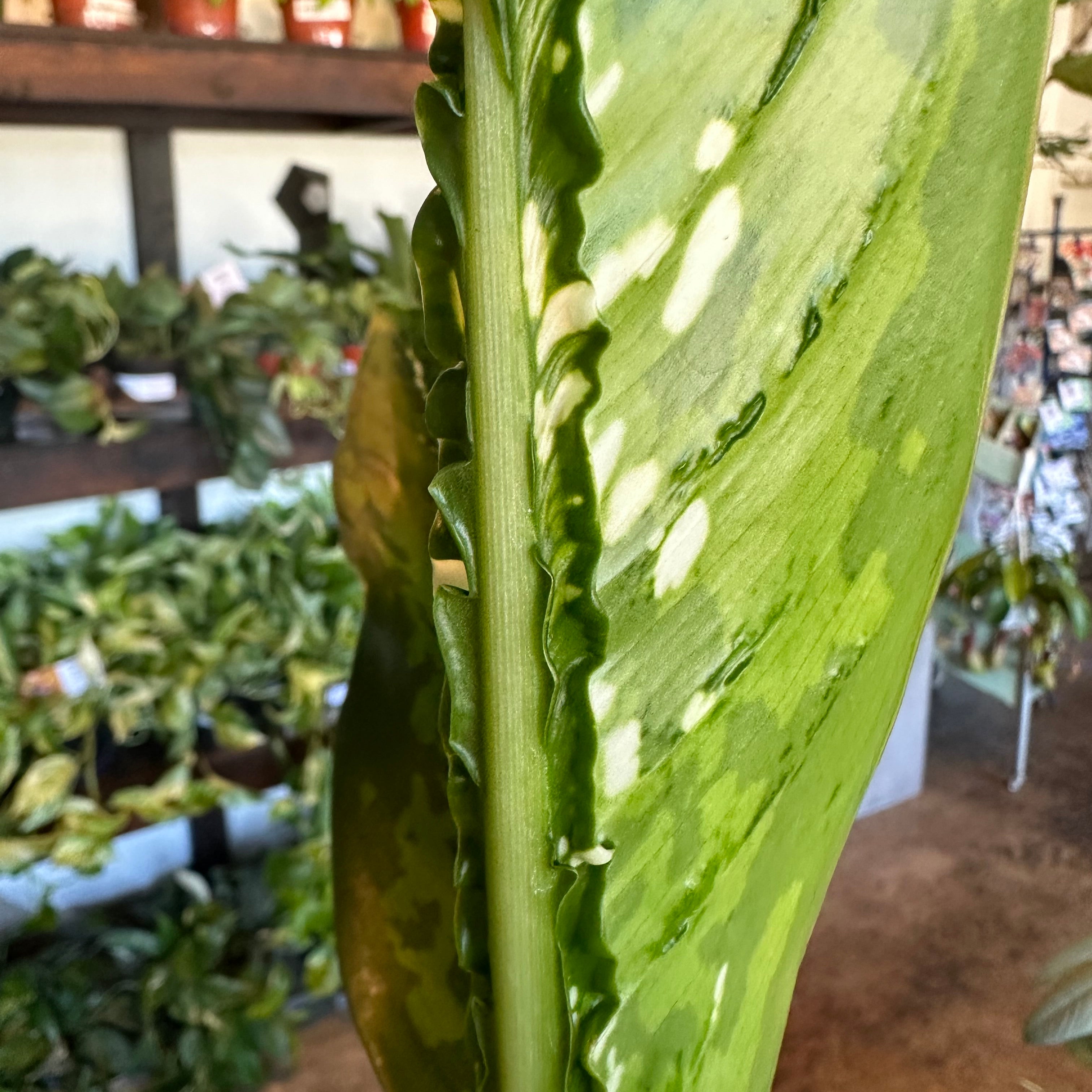 dieffenbachia crocodile (dumb cane) shop now at flower + furbishbright indirect light, moist, toxic