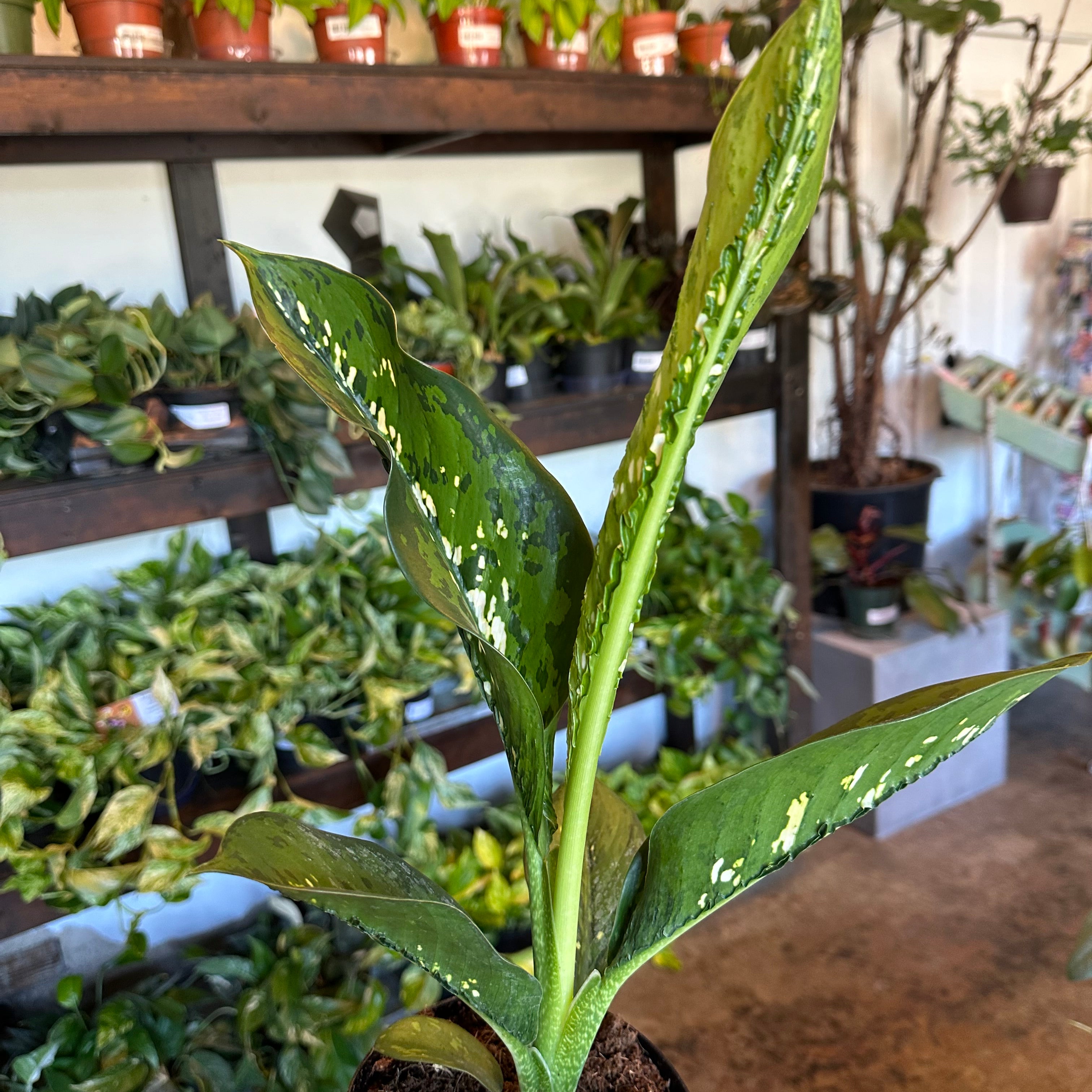 dieffenbachia crocodile (dumb cane) shop now at flower + furbishbright indirect light, moist, toxic