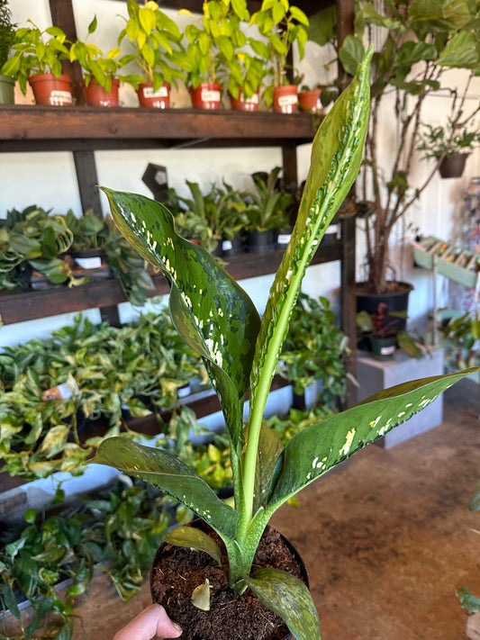 dieffenbachia crocodile (dumb cane) shop now at flower + furbishbright indirect light, moist, toxic